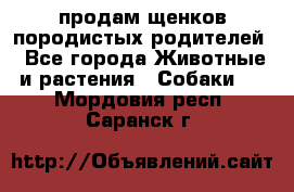 продам щенков породистых родителей - Все города Животные и растения » Собаки   . Мордовия респ.,Саранск г.